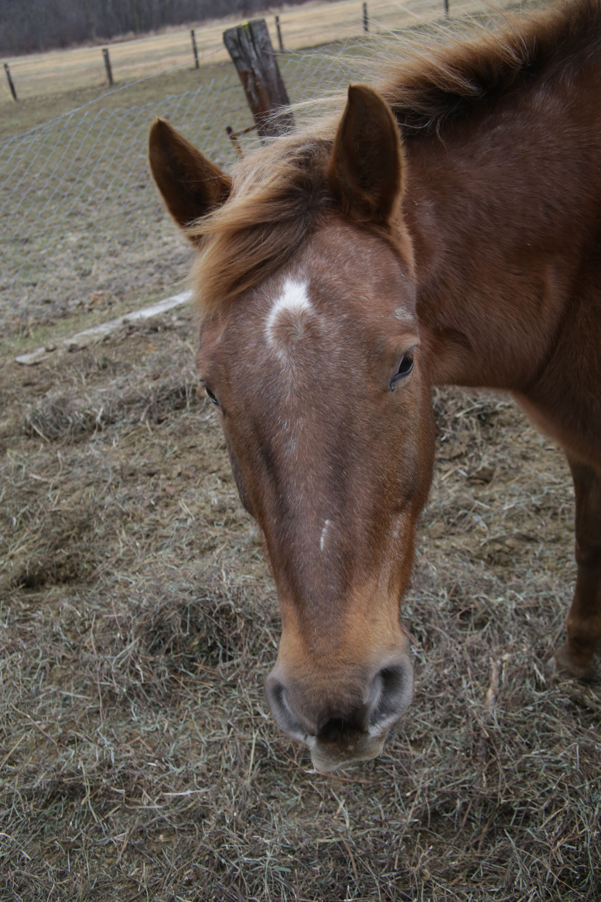 Erin's Farm animal sanctuary